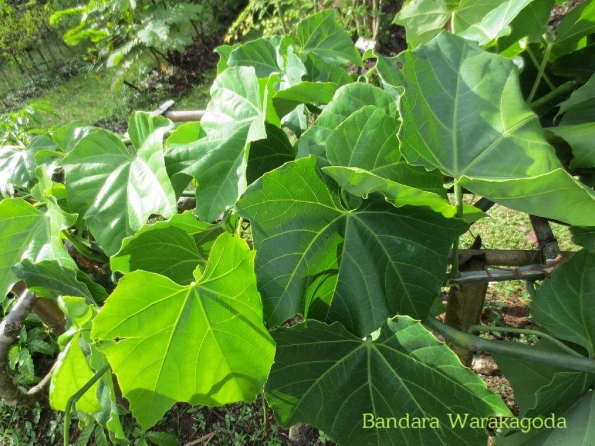 Cissus heyneana Steud.